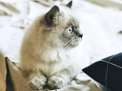 ペットと暮らす